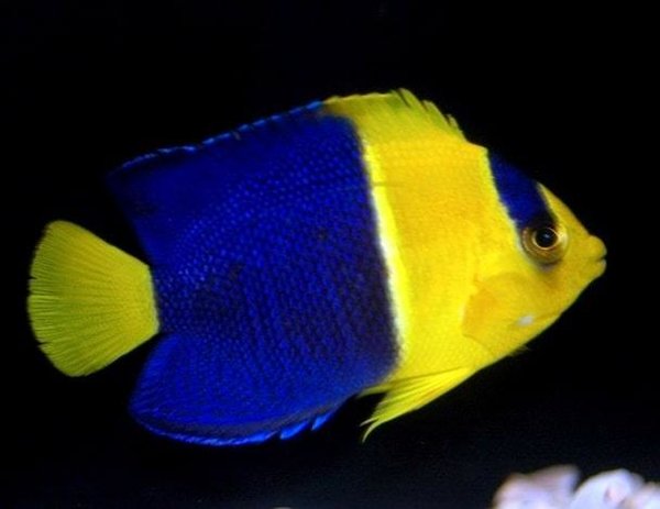 Centropyge bicolor (Blaugelber Zwergkaiserfisch)