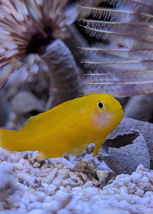 Gobiodon okinawae (Gelbe Korallengrundel)