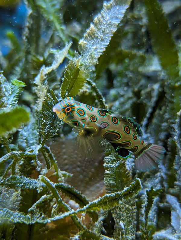 Synchiropus picturatus (LSD Leierfisch)