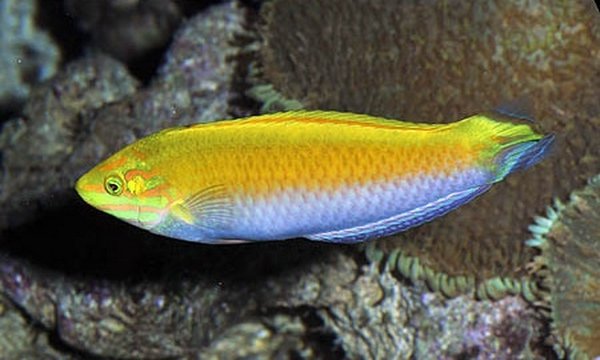 Halichoeres leucoxanthus (Indischer Kanarien Lippfisch)